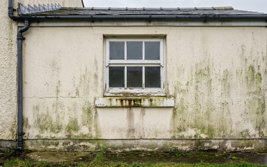 A cream rendered wall with patchy green algae staining spreading from the base